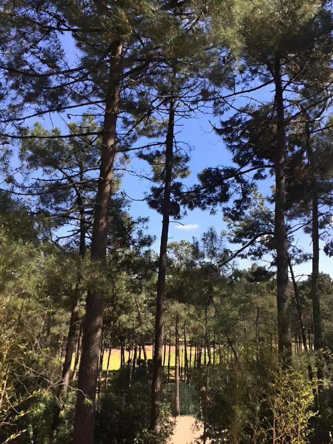 Villa Un Nid Dans La Pinede Lacanau Exterior foto